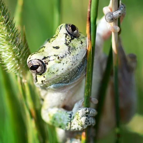 Close up of a frog holding on to a blade of grass