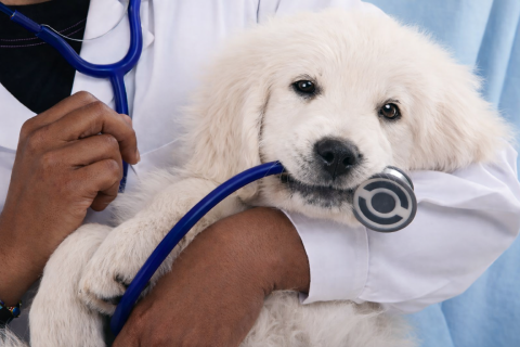 Veterinarian